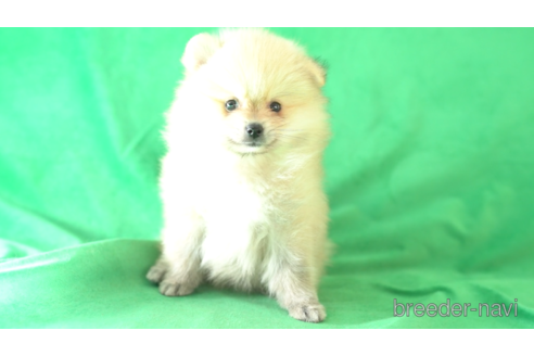 成約済の東京都のポメラニアン-163172の3枚目